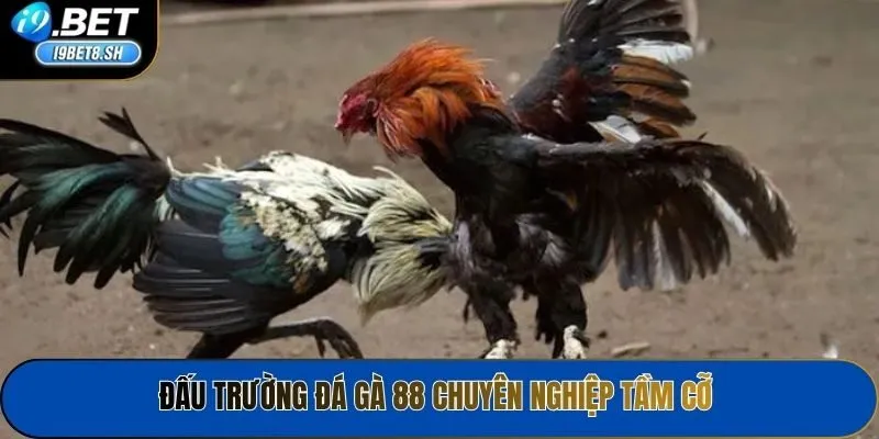Đấu trường Đá gà 88 chuyên nghiệp tầm cỡ 